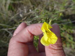 Image of Oenothera cambrica K. Rostanski