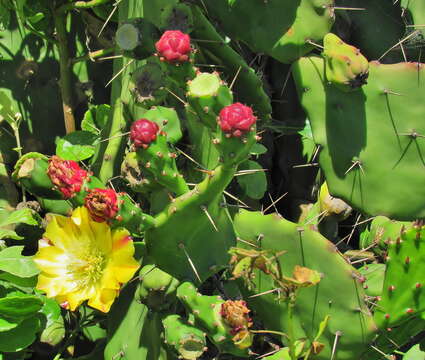 Image of Common Pricklypear