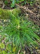 Image of Carex corynoidea K. A. Ford