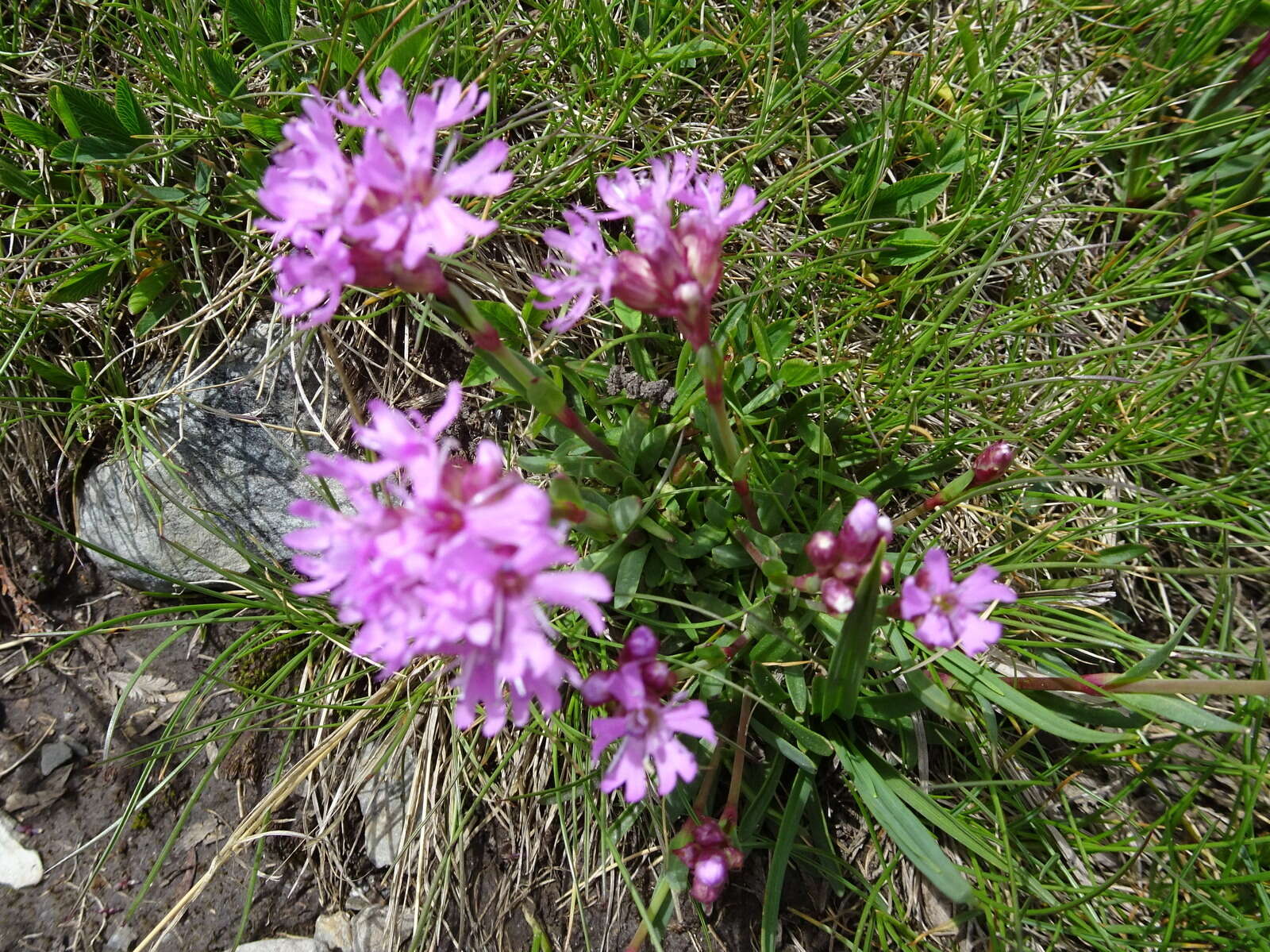 Слика од Silene suecica (Loddiges) Greuter & Burdet