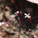 Image of Stylidium inundatum R. Br.