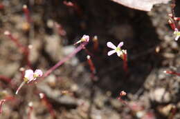 Image de Stylidium inundatum R. Br.