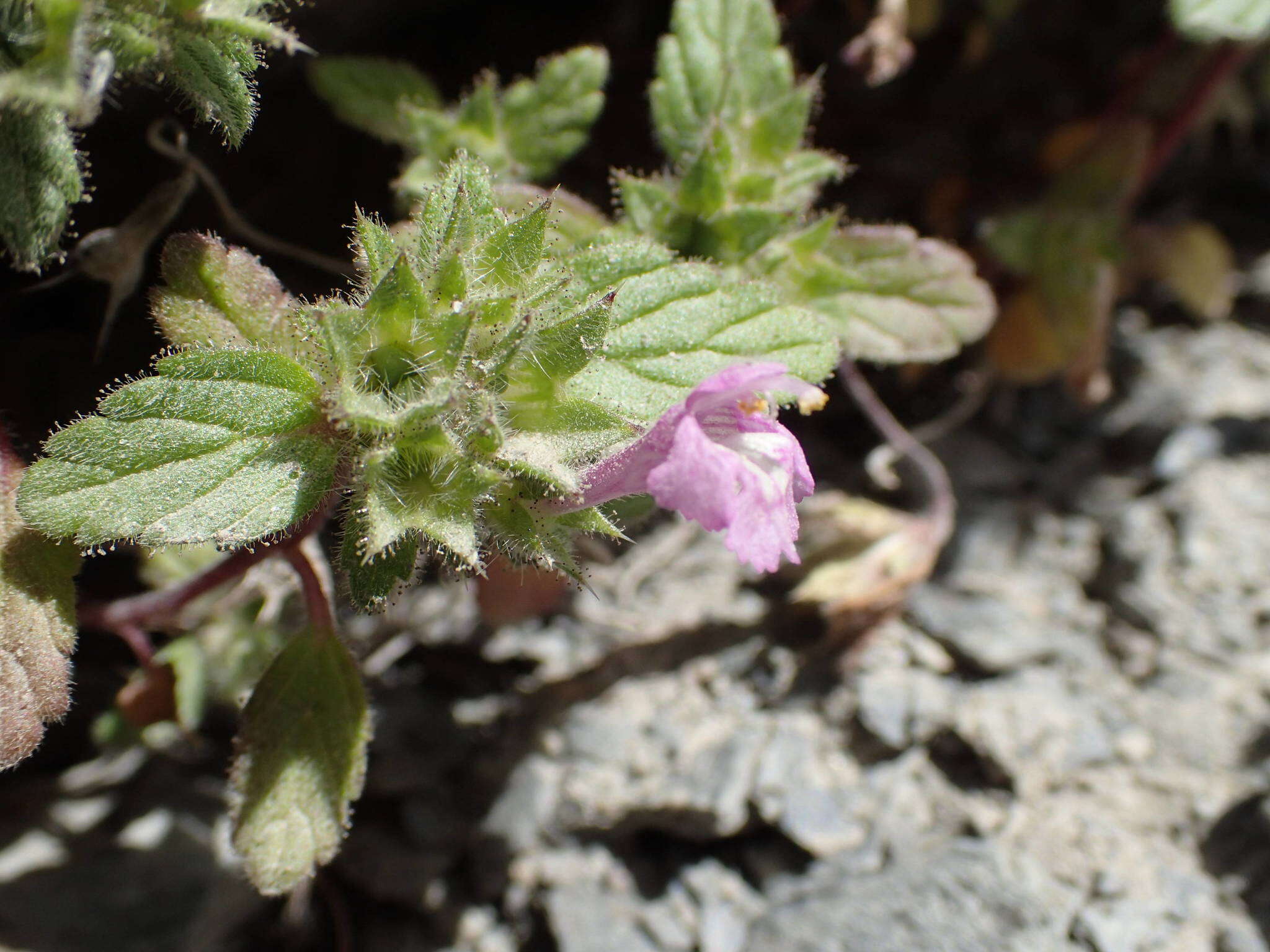 Image of Galeopsis pyrenaica Bartl.