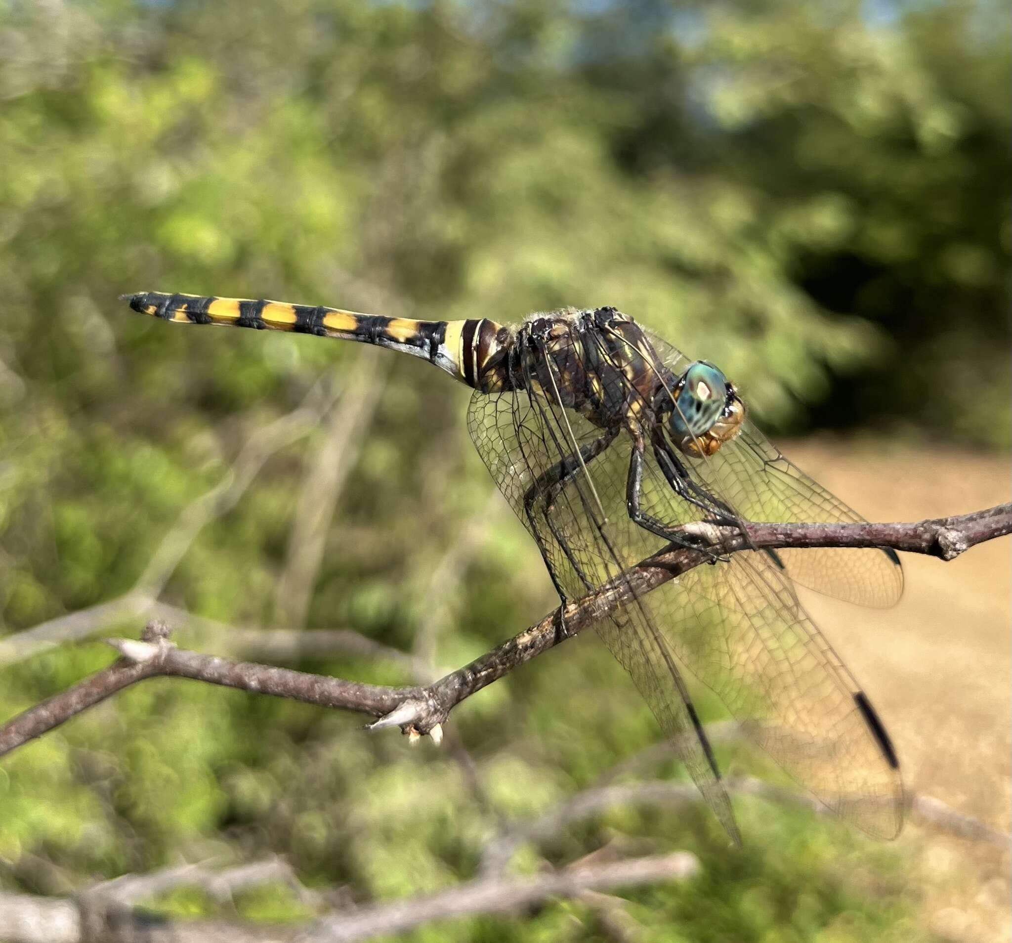 Image of Southern Riverking