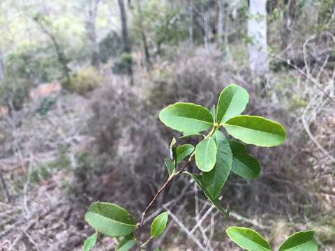 Imagem de Denhamia bilocularis (F. Müll.) M. P. Simmons