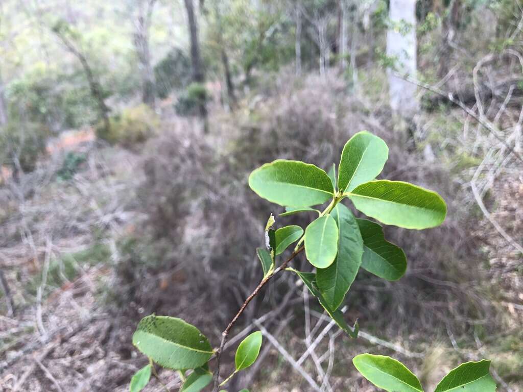 Image of Denhamia bilocularis (F. Müll.) M. P. Simmons