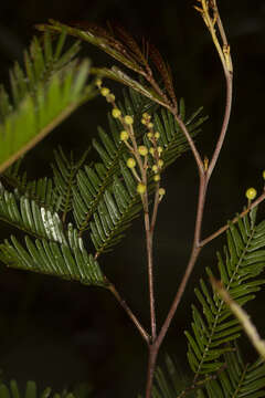 Image of Acacia cangaiensis Tindale & Kodela