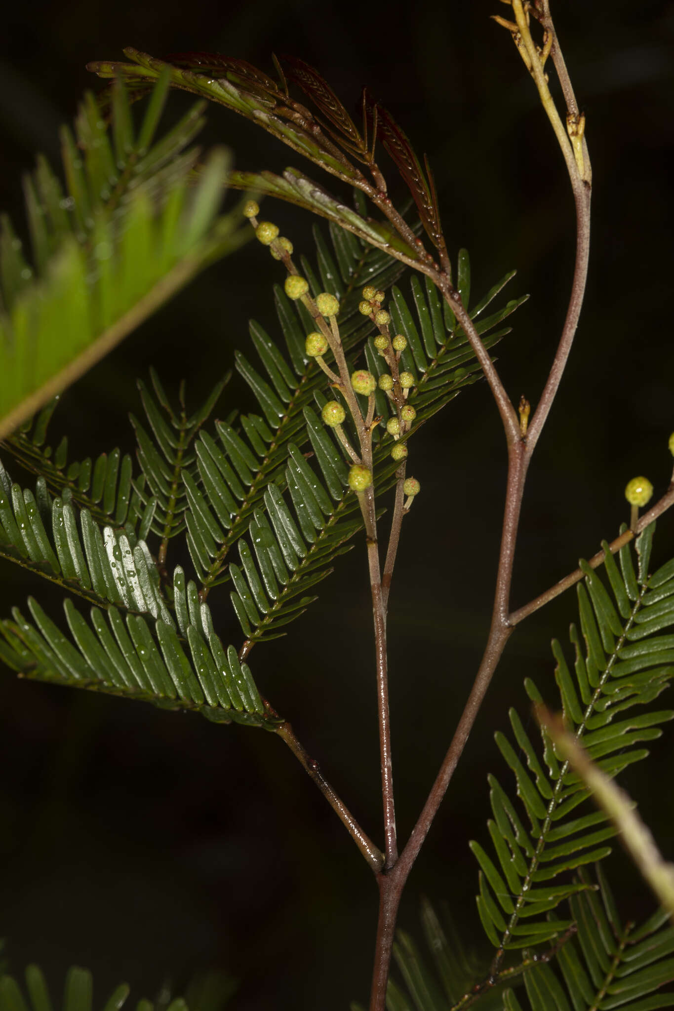 Sivun Acacia cangaiensis Tindale & Kodela kuva