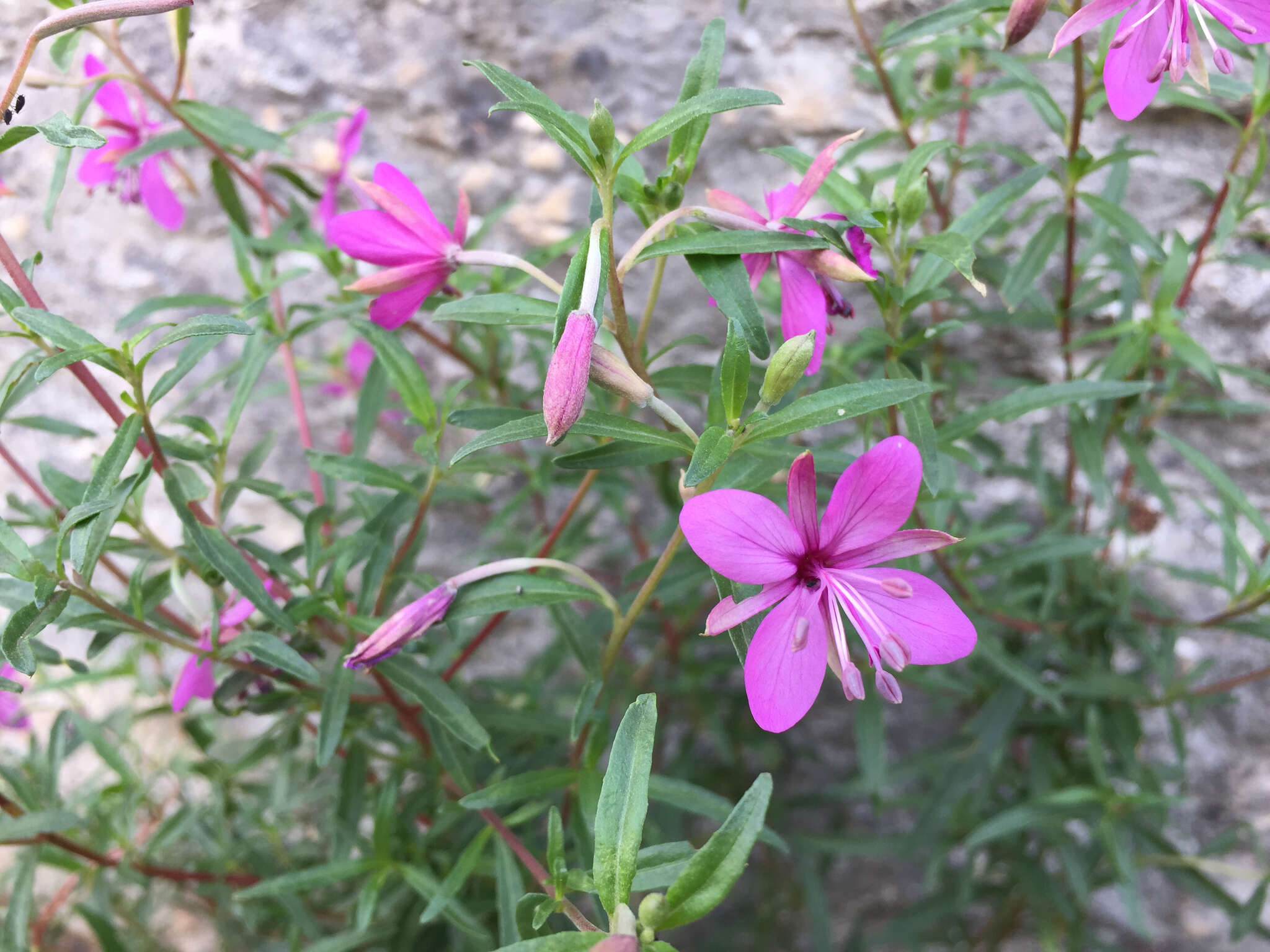 Image de Epilobium dodonaei Vill.