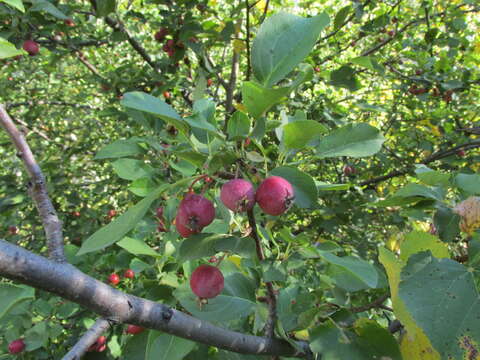 Image of plumleaf crab apple