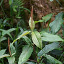 Image of Acalypha stricta Poepp.