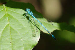 Imagem de Coenagrion puella (Linnaeus 1758)