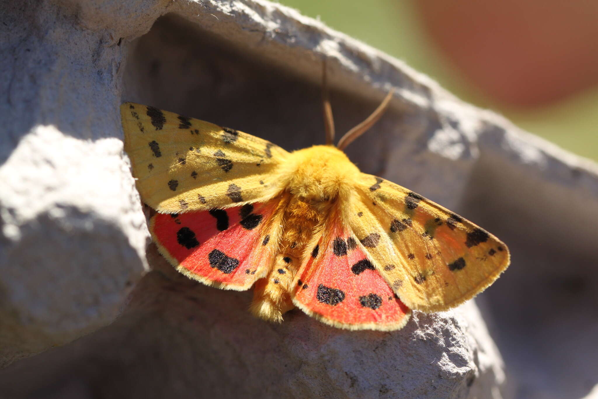 Image of Diacrisia purpurata (Linnaeus 1758)