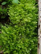 Image of plagiothecium moss