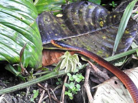 صورة Oxyrhopus formosus (Wied-Neuwied 1820)