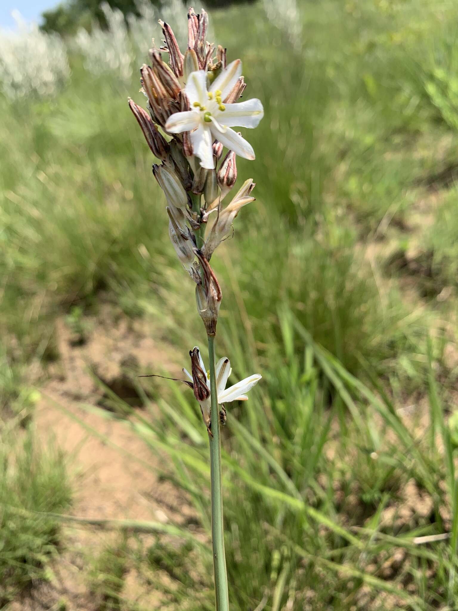 Image of Chlorophytum cooperi (Baker) Nordal