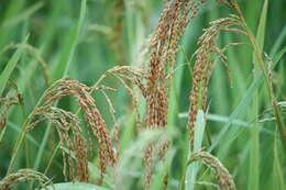 Image of rice