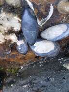 Image of Mediterranean mussel