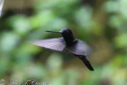 Doryfera Gould 1847 resmi