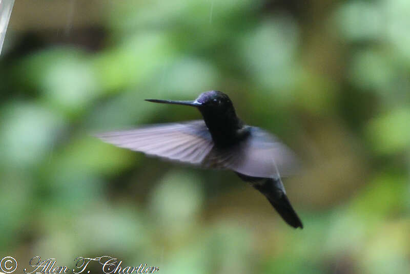 Doryfera Gould 1847 resmi