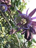 Passiflora ambigua Hemsl. ex Hook. fil. resmi