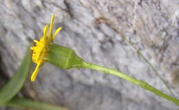 Image of Cineraria lobata subsp. lobata