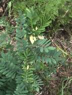 Image of pineland hoarypea