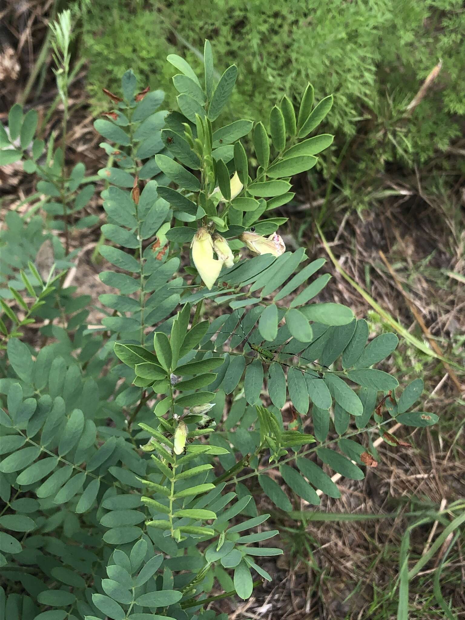 Image of pineland hoarypea