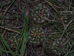 Image de Echinocereus viridiflorus subsp. viridiflorus