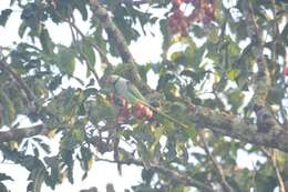 Image of Blue-winged Parakeet