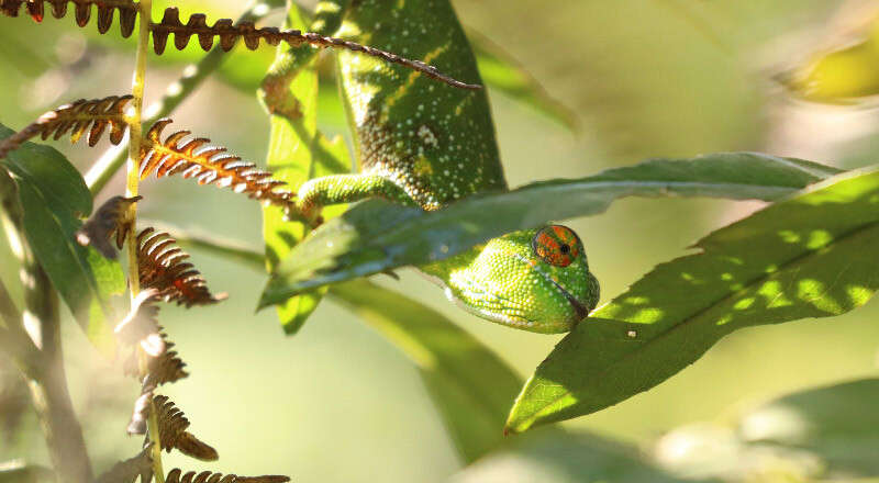 Image of Will's chameleon