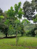 Image of Wild Cashew