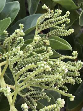 Image of Heliotropium arboreum (Blanco) Mabb.