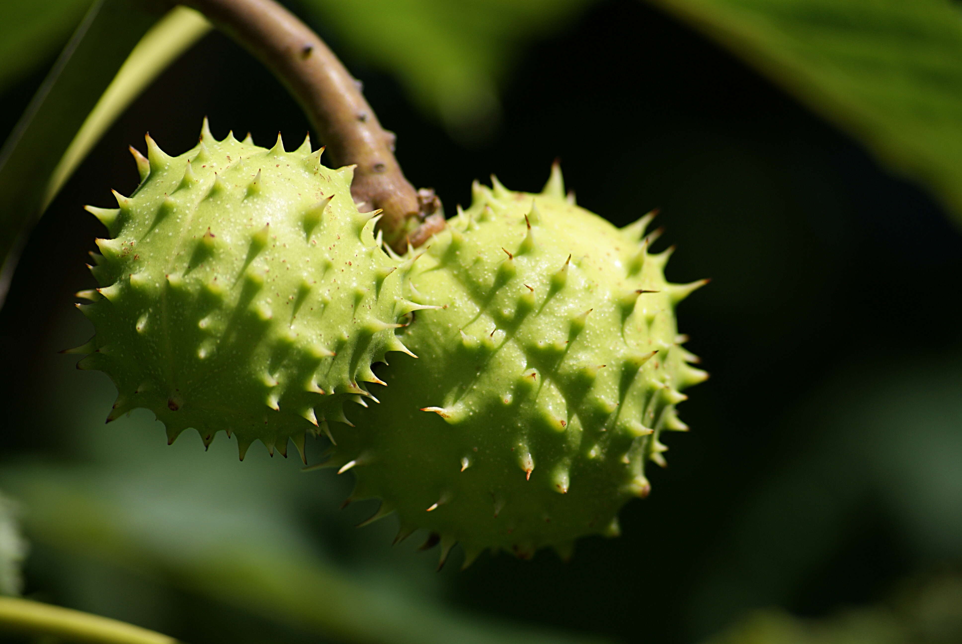 Image of European horse chestnut