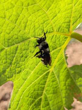 Image of Andrena albopunctata (Rossi 1792)