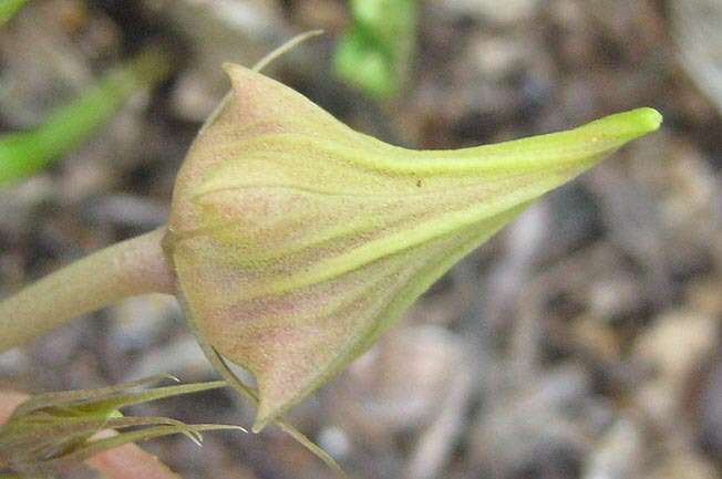 Plancia ëd Ceropegia verekeri subsp. verekeri