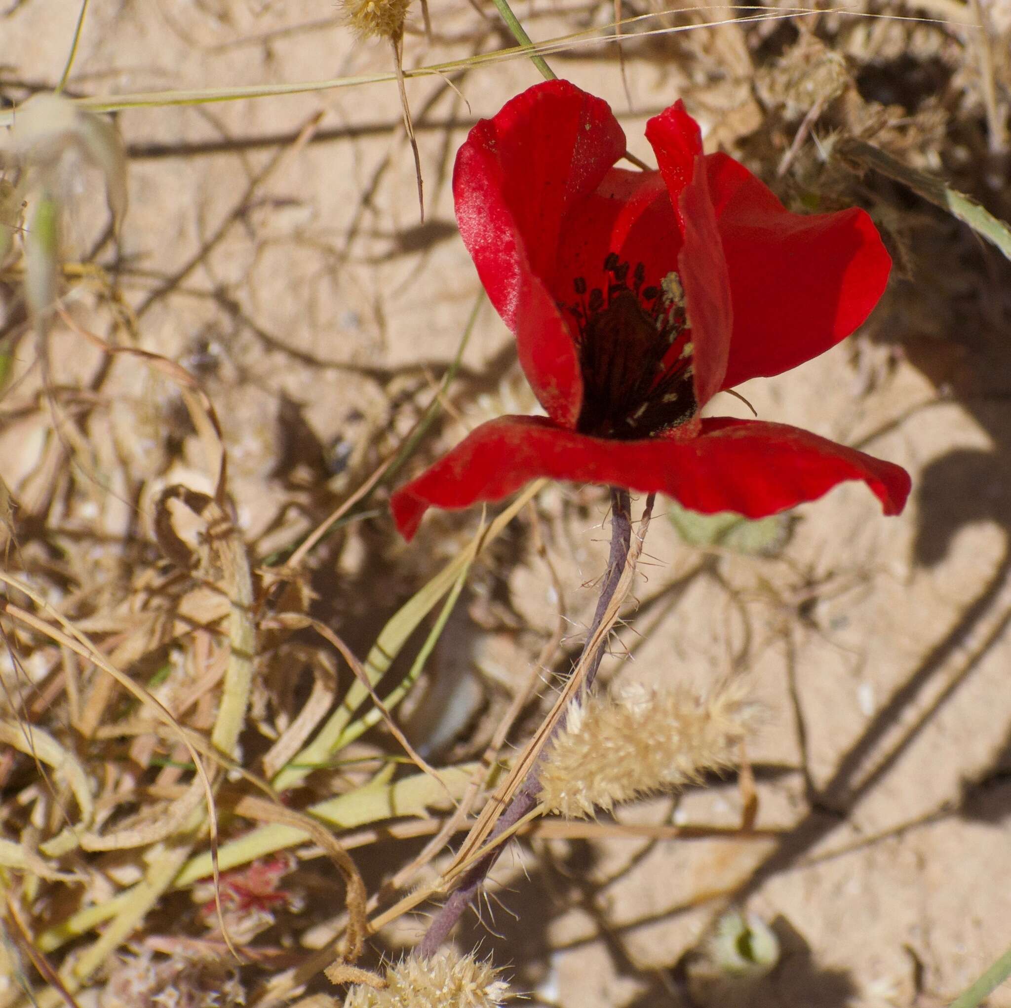 Imagem de Papaver umbonatum Boiss.