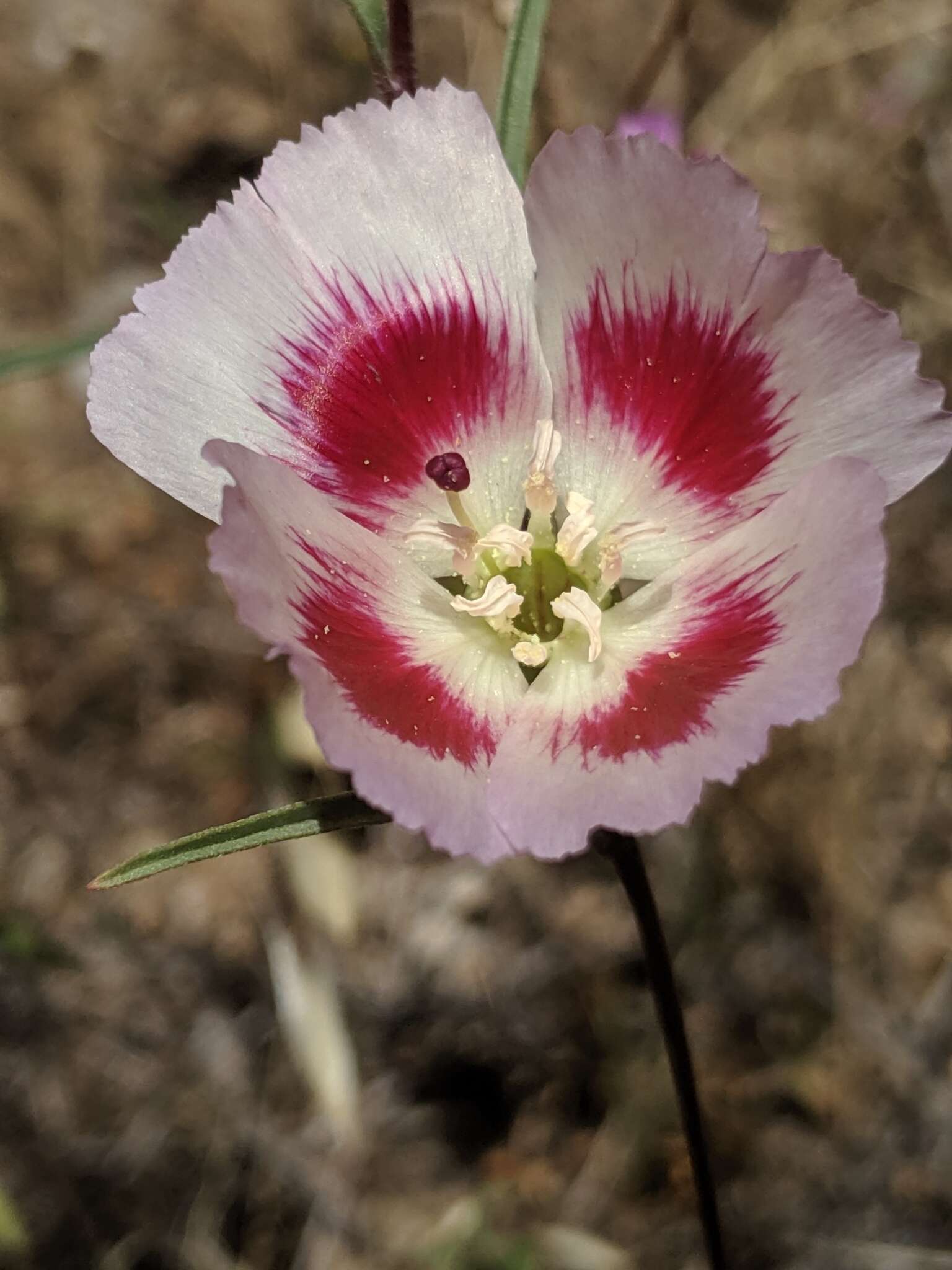 Image of redspot clarkia