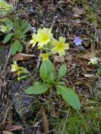 Plancia ëd Primula intricata Gren. & Godron