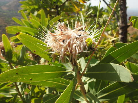 Protea gaguedi J. F. Gmel.的圖片