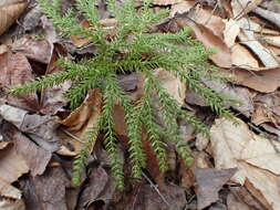 Imagem de Dendrolycopodium obscurum (L.) A. Haines