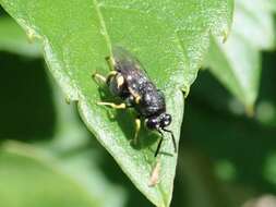 Image of Wasp