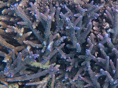 Image of Small base staghorn coral