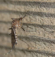Image of Western Encephalitis Mosquito