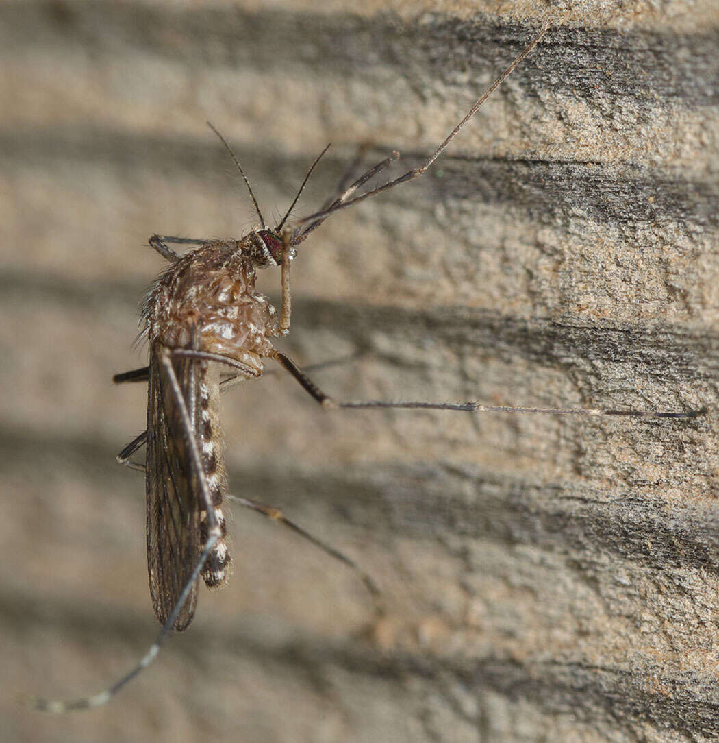 Image of Western Encephalitis Mosquito