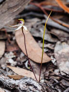 Caladenia atrata D. L. Jones的圖片