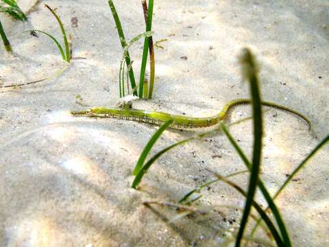 Image of Black-striped Pipefish