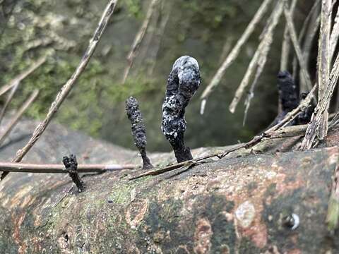 Image of Xylaria apiculata Cooke 1879