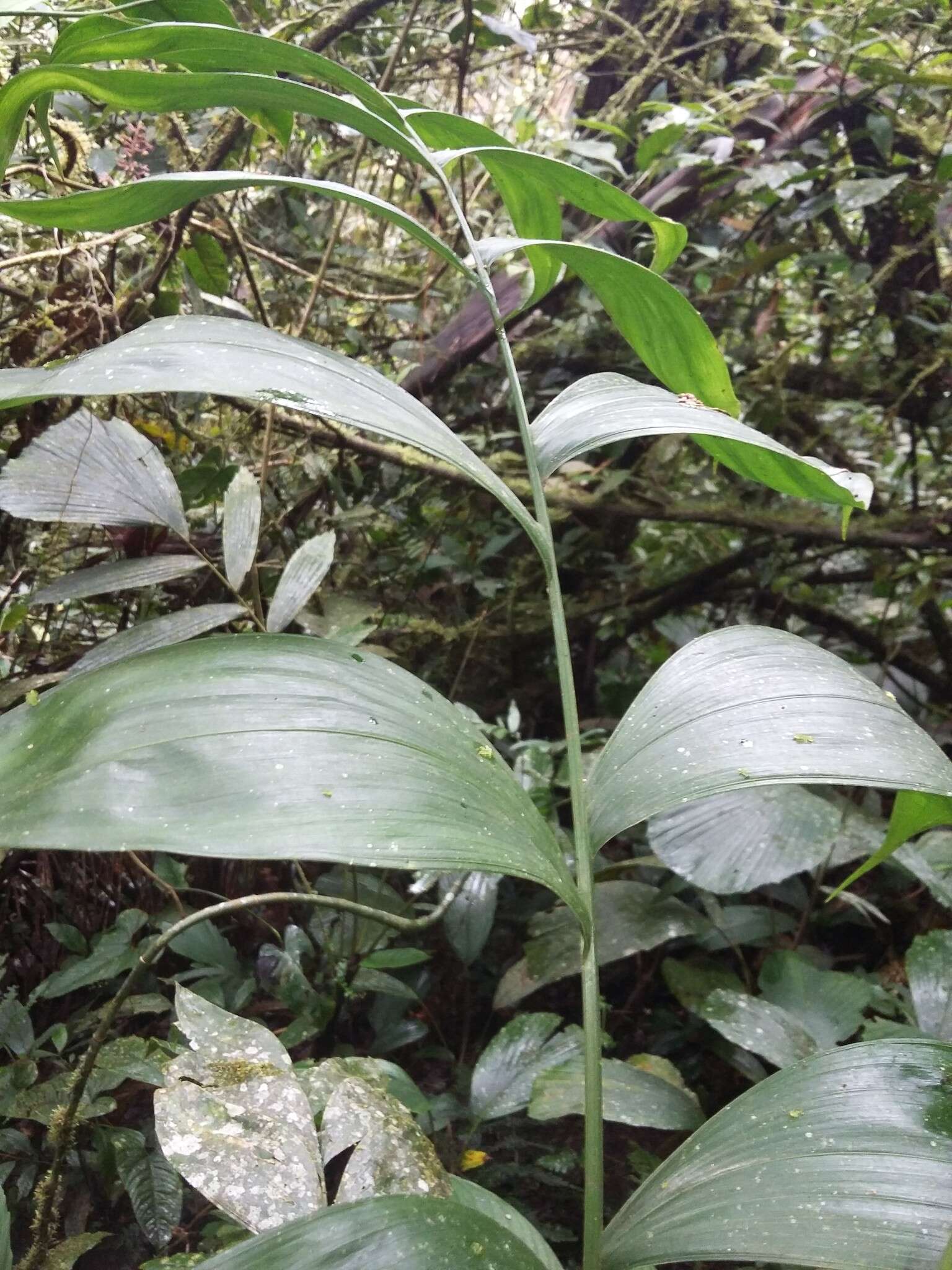 Image of Chamaedorea pinnatifrons (Jacq.) Oerst.