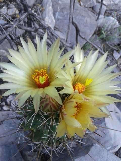 Image of Coryphantha octacantha (DC.) Britton & Rose